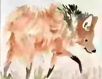 a watercolour sketch of a red maned wolf , The wolf is walking along with his head slightly down, looking to the side, his fur is reddish- brown and his legs are black 